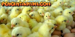 Tips Untuk Mengetahui Jenis Kelamin Ayam