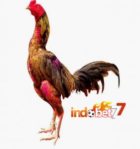 Bandar Sabung Ayam - Memilih Ayam Kualitas Juara