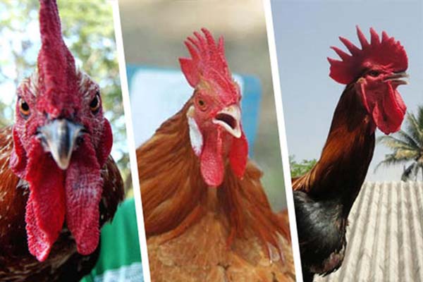 6 Ayam Bangkok Termahal Harga Hinggah 250 Juta