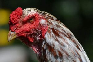 Ayam Shamo, Ayam Sabung Bangkok Versi Jepang Terpopuler