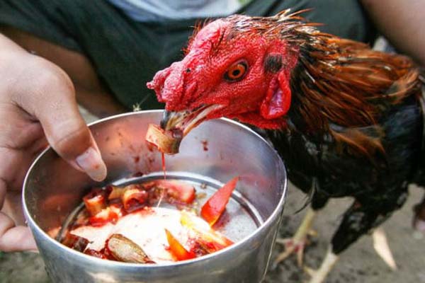 Perawatan Utama Ayam Bangkok Muda Sebagai Petarung